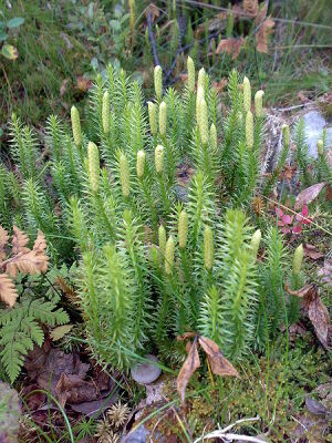 Lycopodium annotinum. Foto: WIkipedia