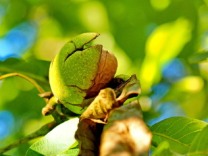 Baumnüsse mit Fruchtschalen. Foto Uschi Dreiucker, pixelio.de