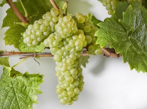 Grappe d'Arvine. Photo : Sedrik Nemeth©