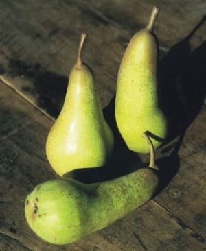 Abate Fetel, fonte: P. Odorizzi: Profumi e sapori perduti - Il fascino della frutta antica Vol.II (2005)
