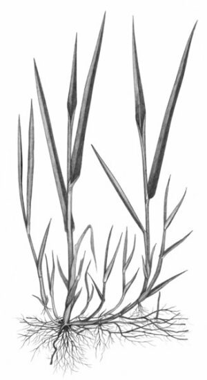 Agrostide stolonifère_2
