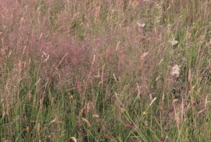 Agrostide vulgaire_1