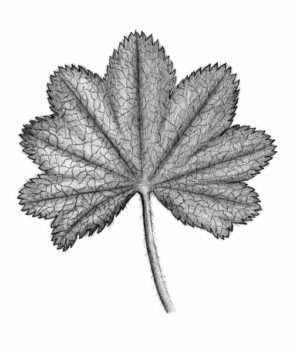 Alchémille vulgaire_2
