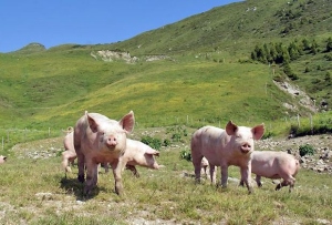 Alpschwein. Porc d'alpage. Quelle: / Source: KAGfreiland, M. Wahl