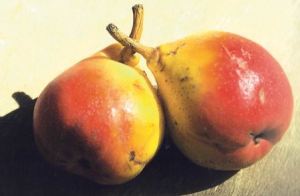 Angelica, fonte: P. Odorizzi: Profumi e sapori perduti - Il fascino della frutta antica Vol.II (2005)