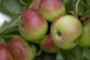 Api rose (Image: ProSpecieRara)
