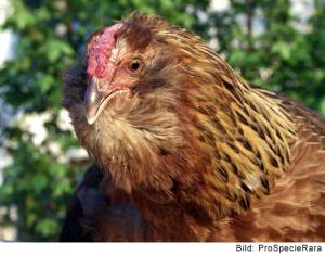 Poule appenzelloise barbue (Image: ProSpecieRara)