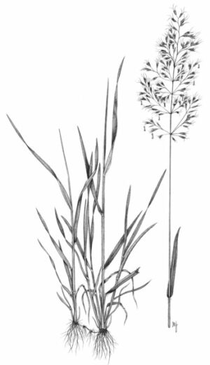 Avoine jaunâtre_2