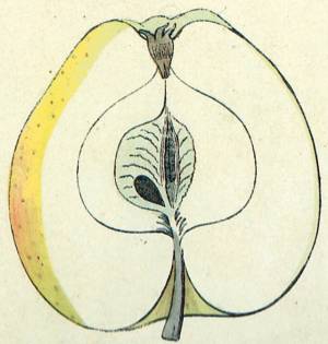 Gelber Bellefleur, Quelle: Iglhauser B., Eipeldauer H., (1996): Pomillennium