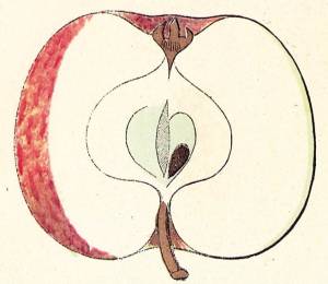 Langtons Sondergleichen, Quelle: Iglhauser B., Eipeldauer H., (1996): Pomillennium.