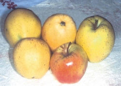 Belfiore Giallo, fonte: P. Odorizzi, S. Abram: Profumi e sapori perduti - Il fascino della frutta antica Vol. I (2001)