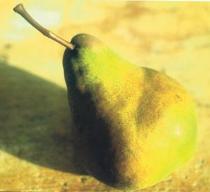 Bella Angevina, fonte: P. Odorizzi: Profumi e sapori perduti - Il fascino della frutta antica Vol.II (2005)