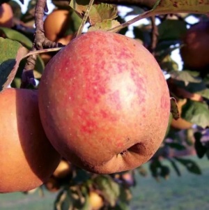 Belle de Boskoop (Image: Fructus)