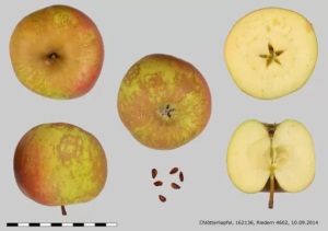 Belle de Boskoop (Image: Fructus)