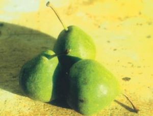 Bergamotta di Occhieppio, fonte: P. Odorizzi: Profumi e sapori perduti - Il fascino della frutta antica Vol.II (2005)