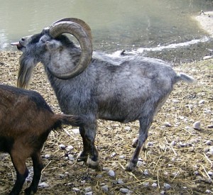 Bezoarbock