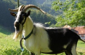 Chèvre paon (Bouc) (Image: Kathrin Rykart)