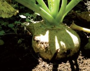 Bodenkohlrabi, Quelle: pgrel.admin.ch 04-NAP-P85