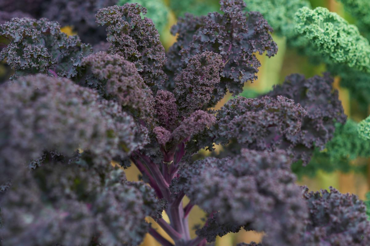 Cabbage.jpg