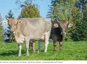 Brune originale (Image: OFAG)