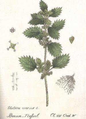 Brennnessel; Quelle: Kartoffeln, Klee und kluge Köpfe (2009)