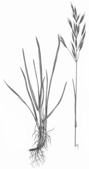Brome dressé_2