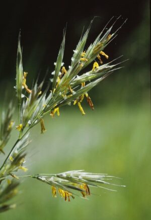 Brome dressé_3