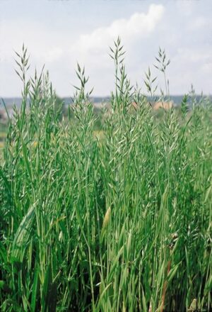 Brome mou_1