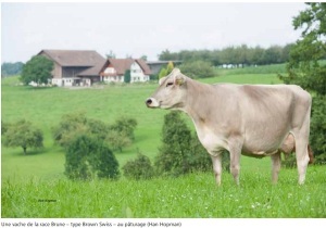 Brown Swiss (Image: OFAG)
