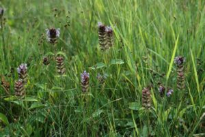 Brunelle commune_3