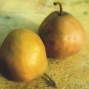 Brutta e Buona Autunnale, fonte: P. Odorizzi: Profumi e sapori perduti - Il fascino della frutta antica Vol.II (2005)