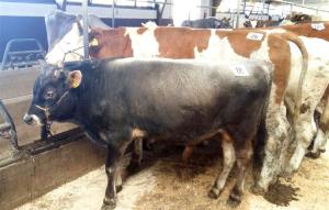 Buischa-Stier (Foto Kusstatscher)