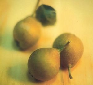 Buona Grigia, fonte: P. Odorizzi: Profumi e sapori perduti - Il fascino della frutta antica Vol.II (2005)