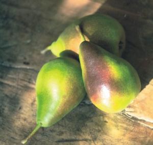Buona Luisa D'Avranches, fonte: P. Odorizzi: Profumi e sapori perduti - Il fascino della frutta antica Vol.II (2005)