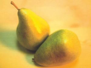 Butirra Clairgeau, fonte: P. Odorizzi: Profumi e sapori perduti - Il fascino della frutta antica Vol.II (2005)