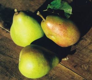 Butirra Hardy, fonte: P. Odorizzi: Profumi e sapori perduti - Il fascino della frutta antica Vol.II (2005)
