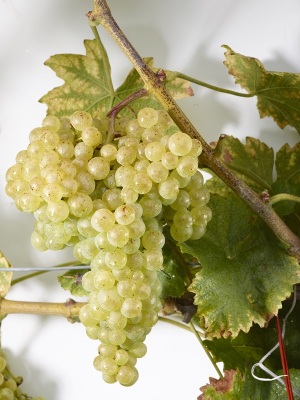 Grappe de chasselas. Photo : Sedrik Nemeth©