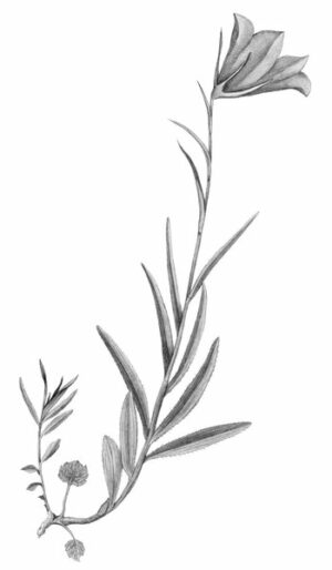Campanule Pauciflore_2