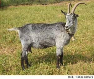 Capra Grigia (Image: ProSpecieRara)