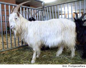 Chèvre du Simplon (Image: ProSpecieRara)