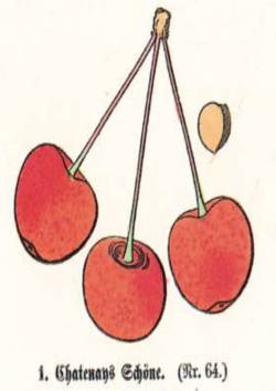 Chatenays Schöne, Quelle: Iglhauser B., Keser M. (1997): Prunarium.