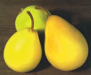 Coscia, fonte: P. Odorizzi: Profumi e sapori perduti - Il fascino della frutta antica Vol.II (2005)