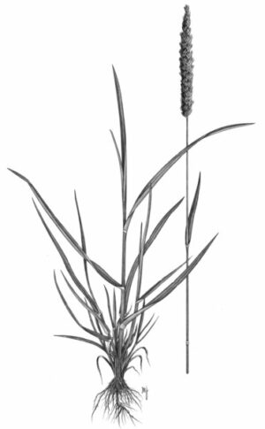 Crételle des prés_2