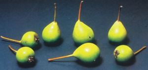 Cristofoline, P. Odorizzi: Profumi e sapori perduti - Il fascino della frutta antica Vol.II (2005)