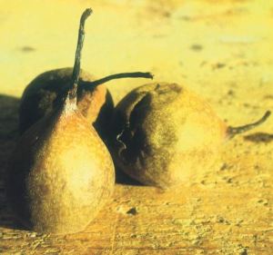 Cruset, fonte:  P. Odorizzi: Profumi e sapori perduti - Il fascino della frutta antica Vol.II (2005)