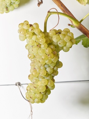 Grappe de Diolle. Photo : Sedrik Nemeth©
