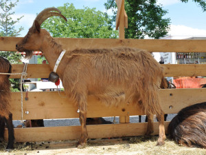 Chèvre bottée brune (Image: Patrick Bräuninger/SGS)