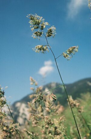 Dactyle_1