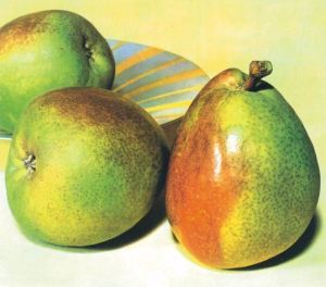 Decana d'Inverno, fonte: P. Odorizzi: Profumi e sapori perduti - Il fascino della frutta antica Vol.II (2005)