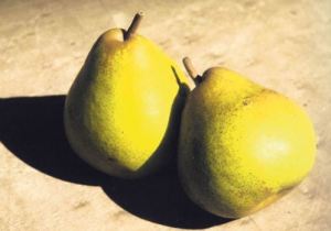 Decana del Comizio, fonte: P. Odorizzi: Profumi e sapori perduti - Il fascino della frutta antica Vol.II (2005)